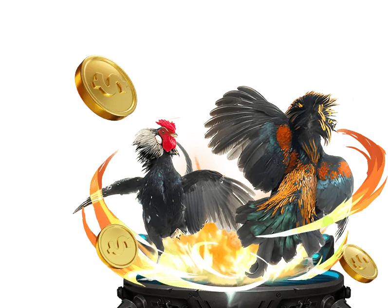 Khoảnh khắc cao trào trong trận đá gà trực tiếp